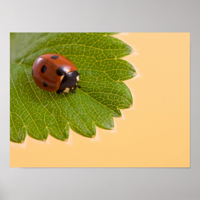 Ladybug on Green Leaf Poster (Front)