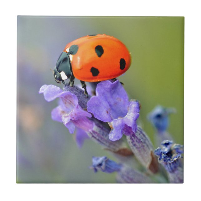 Ladybug on lavender flower ceramic tile (Front)