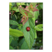 ladybug on leaf (Front)