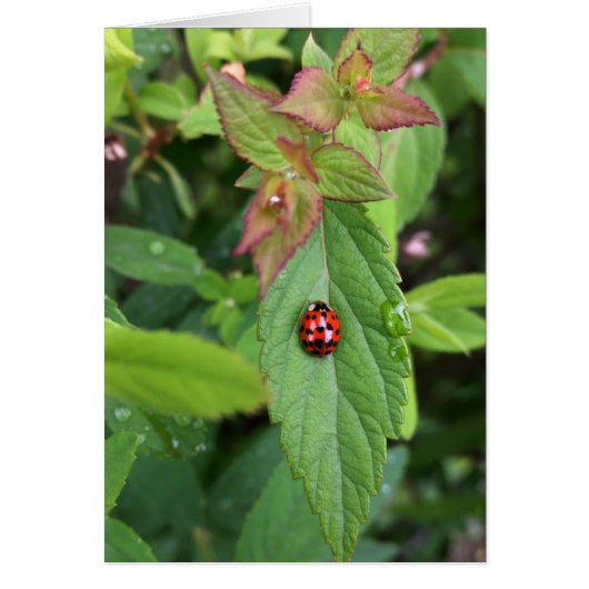 ladybug on leaf (Front)