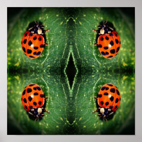 Ladybug On Leaf Close Up Abstract  Poster