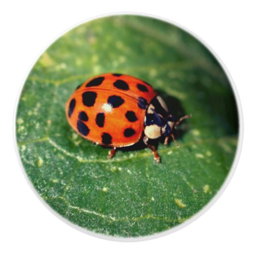 Ladybug On Leaf Close Up  Ceramic Knob