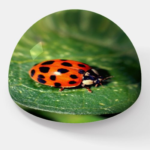 Ladybug On Leaf Close Up Paperweight