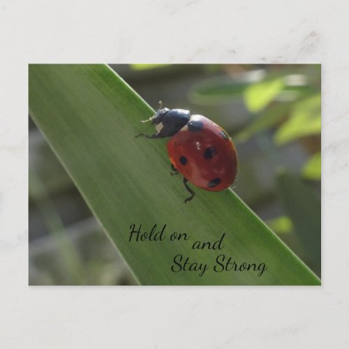 Ladybug on Leaf Hold on and Stay Strong Postcard
