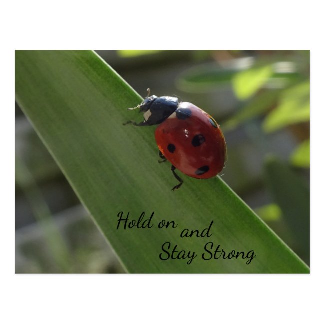 Ladybug on Leaf Hold on and Stay Strong Postcard