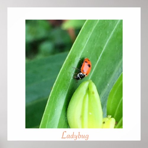 Ladybug on Leaf Photo Poster