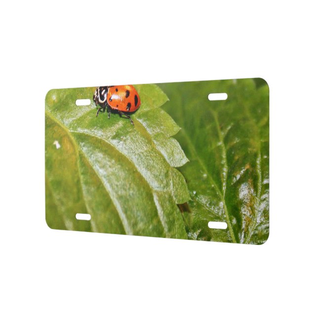 Ladybug on leave license plate (Left)