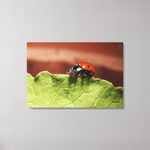 Ladybug on lettuce leaf MR Canvas Print