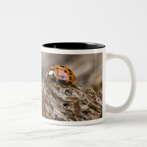 Ladybug on old wood Apalachicola Bluffs and Two_Tone Coffee Mug