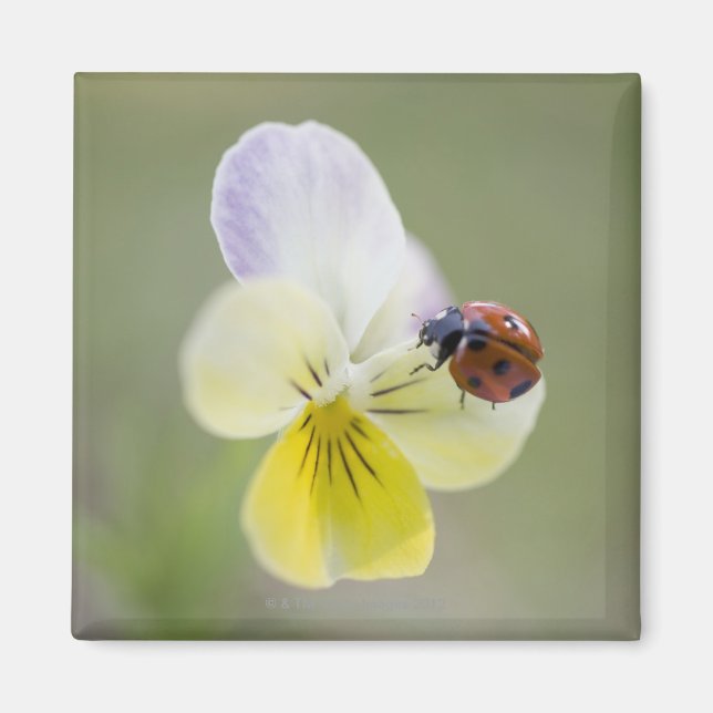 Ladybug on pansy, Biei, Hokkaido, Japan Magnet (Front)