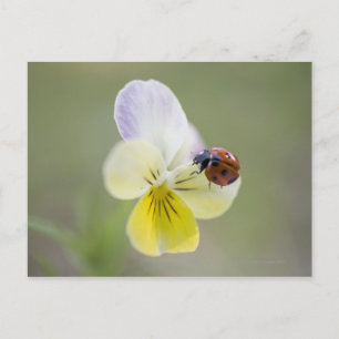 Ladybug on Pansy   Biei, Hokkaido, Japan Postcard