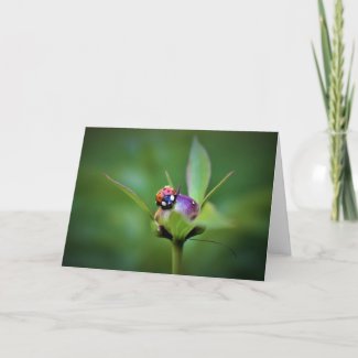 Ladybug On Peony, card