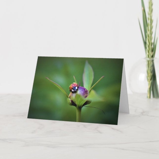 Ladybug On Peony, card (Front)