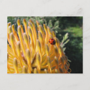 Ladybug on Pincusion Protea Postcard