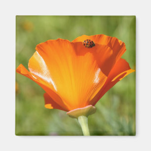 Ladybug on Poppy Magnet