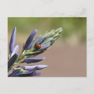Ladybug on Purple Flower DIY Postcard