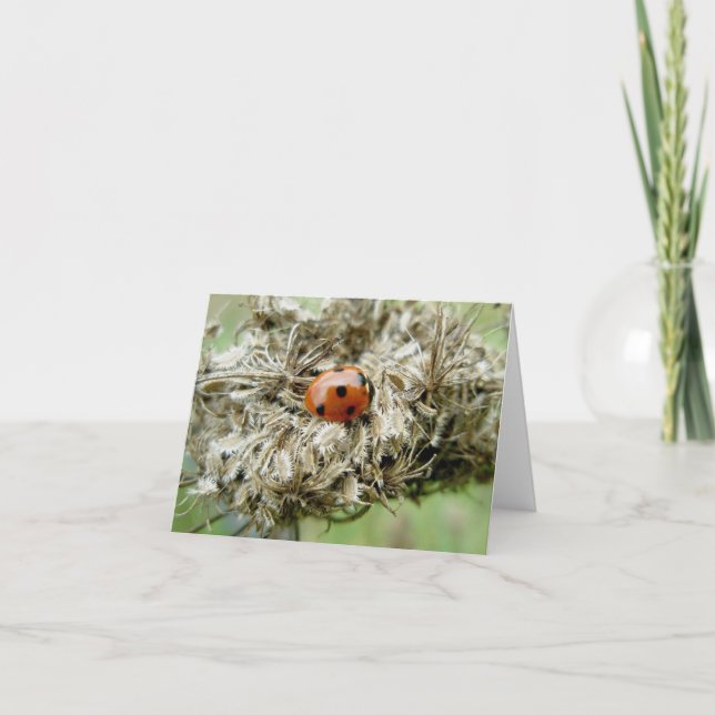 Ladybug on Queen Anne's Lace Note Card (Front)