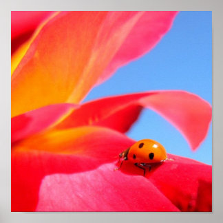 Ladybug on Rose Poster