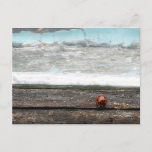 Ladybug on Rustic wood window Postcard