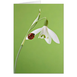 Ladybug on snowdrop cards