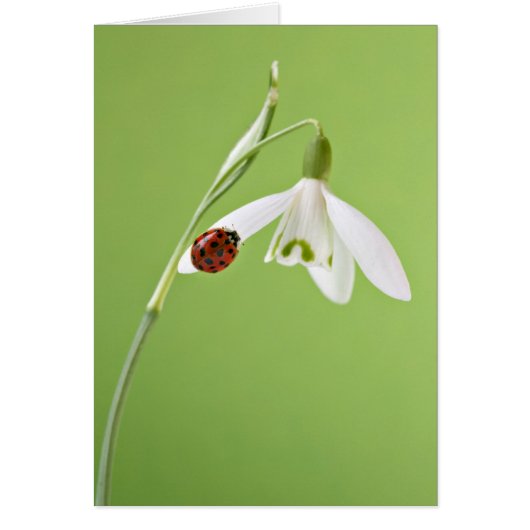 Ladybug on snowdrop cards (Front)