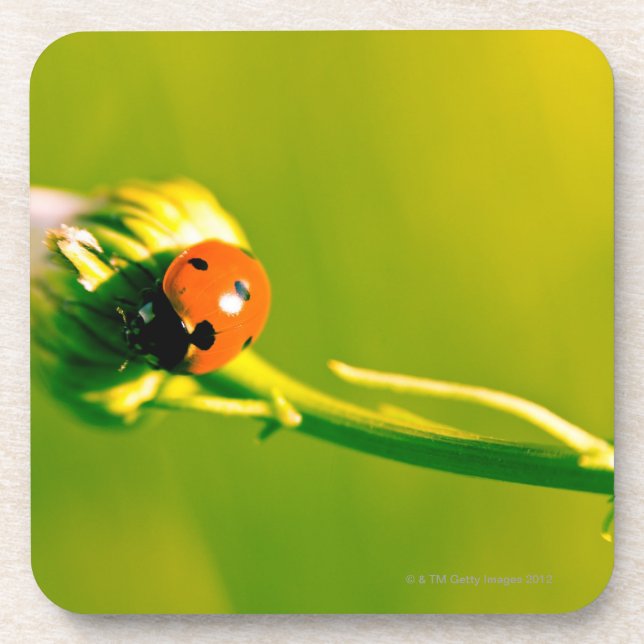 Ladybug on sprig beverage coaster (Front)