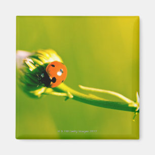 Ladybug on sprig magnet