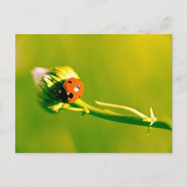 Ladybug on sprig postcard (Front)