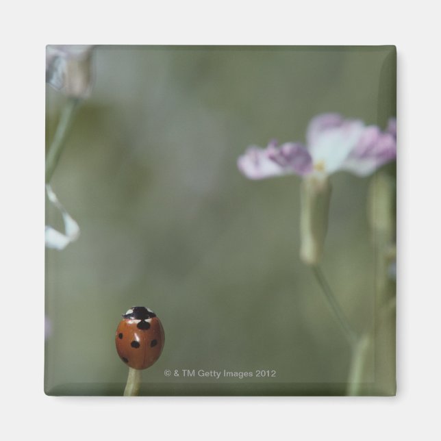 Ladybug on Stem Magnet (Front)