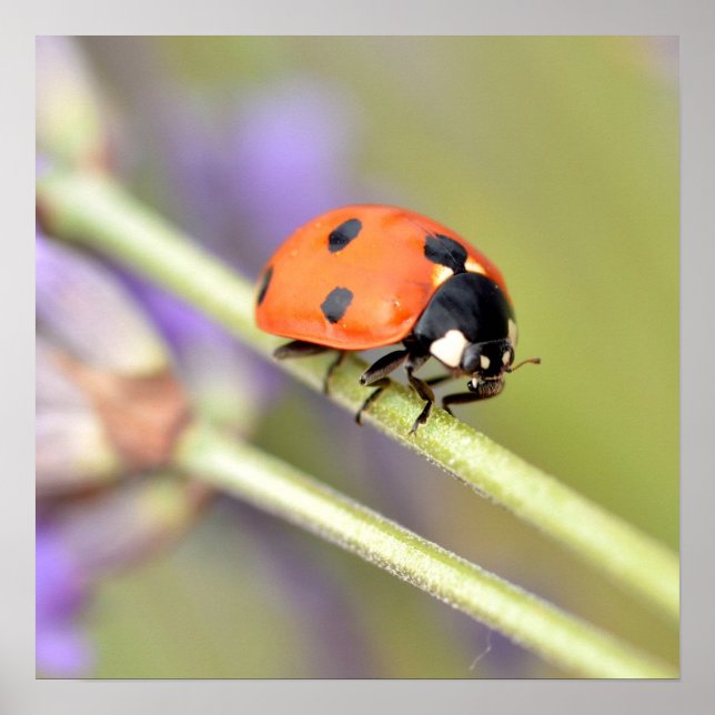 Ladybug on stem of lavender flower poster (Front)