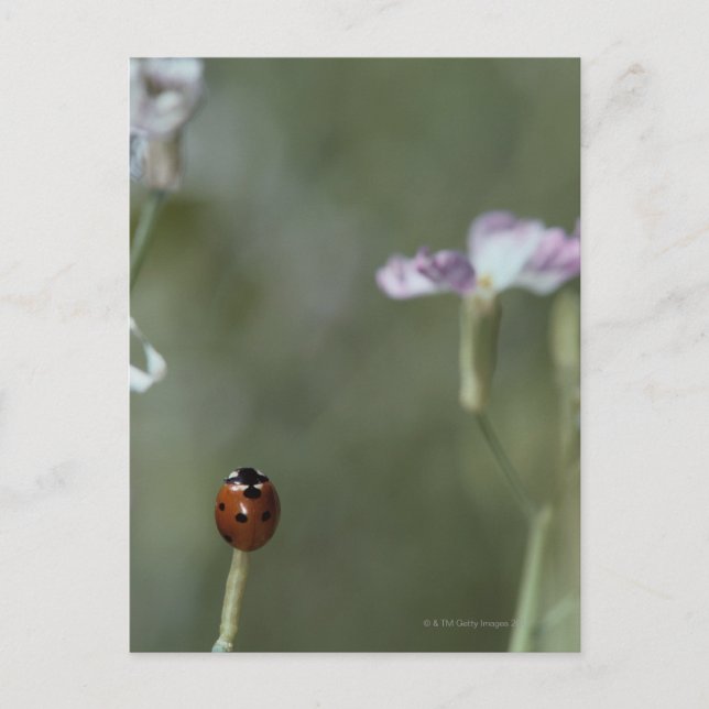 Ladybug on Stem Postcard (Front)