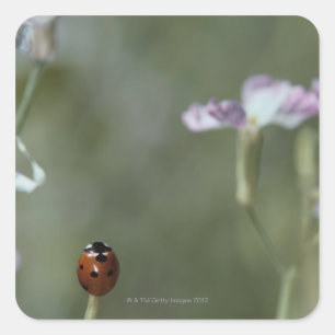 Ladybug on Stem Square Sticker