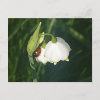 Ladybug on Summer Snowflake Flower DIY Postcard