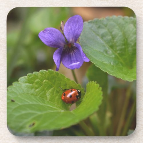 Ladybug on Sweet Violet Flowers Beverage Coaster