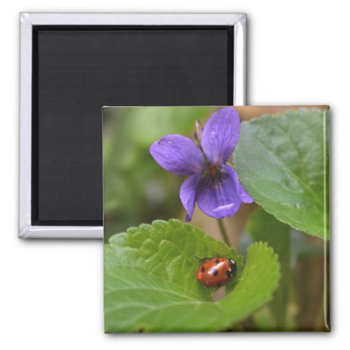 Ladybug on Sweet Violet Flowers Magnet