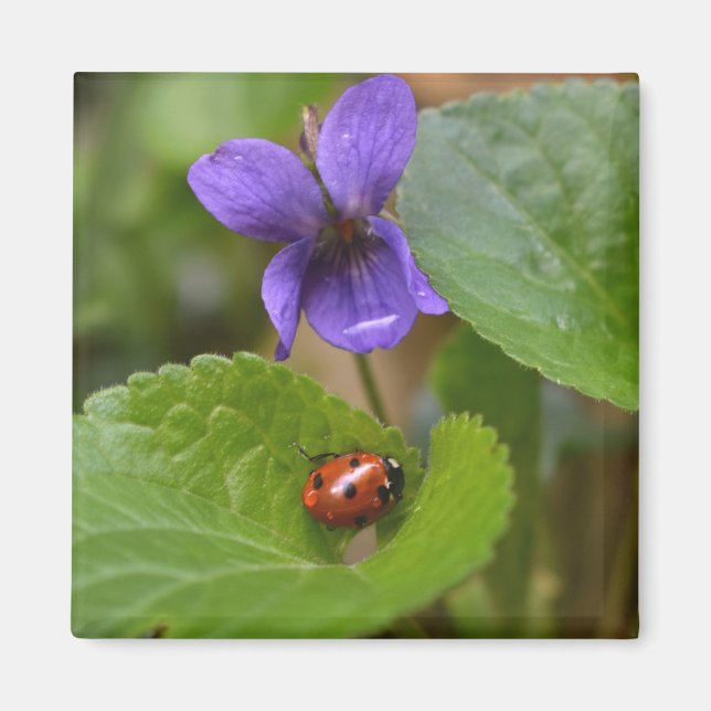 Ladybug on Sweet Violet Flowers Magnet (Front)