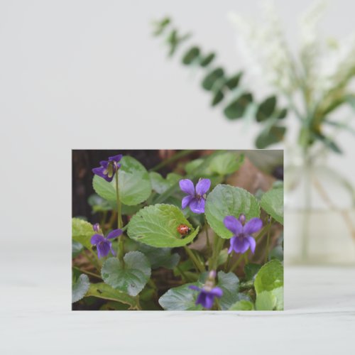 Ladybug on Sweet Violet Flowers Postcard