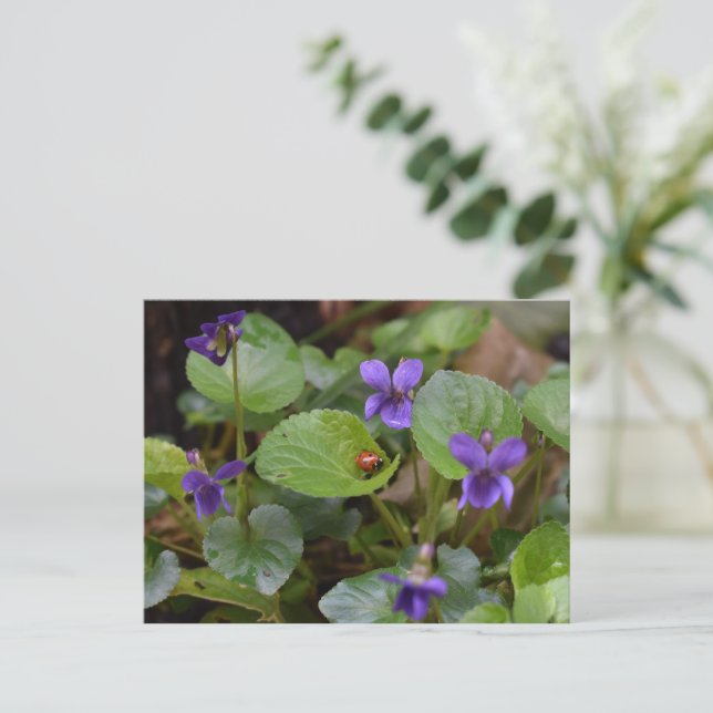 Ladybug on Sweet Violet Flowers Postcard (Standing Front)