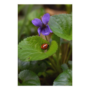 Ladybug on Sweet Violet Flowers Poster