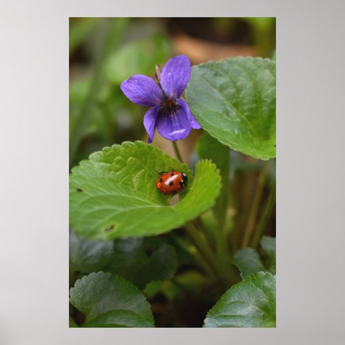 Ladybug on Sweet Violet Flowers Poster