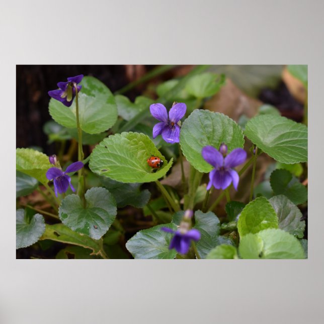 Ladybug on Sweet Violet Flowers Poster (Front)