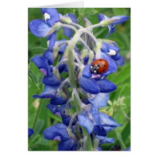 Ladybug on Texas Bluebonnet Cards