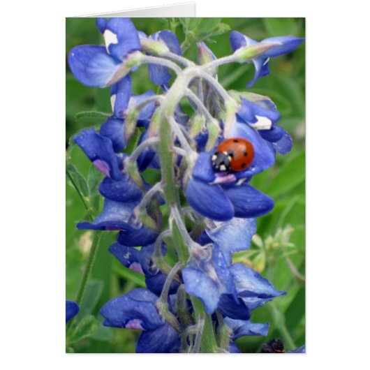 Ladybug on Texas Bluebonnet Cards (Front)