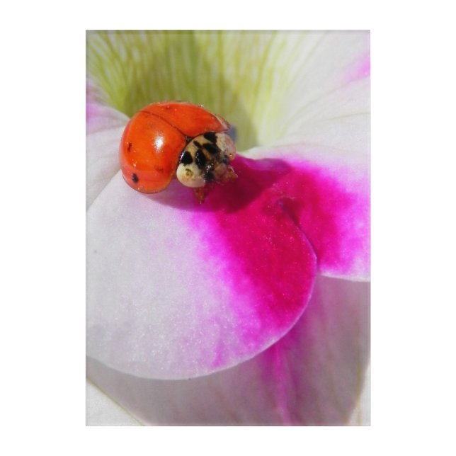 Ladybug on the petunia acrylic print (Front)