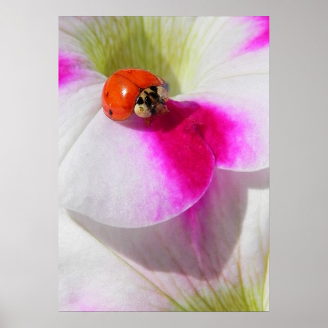 Ladybug on the petunia Poster (Front)