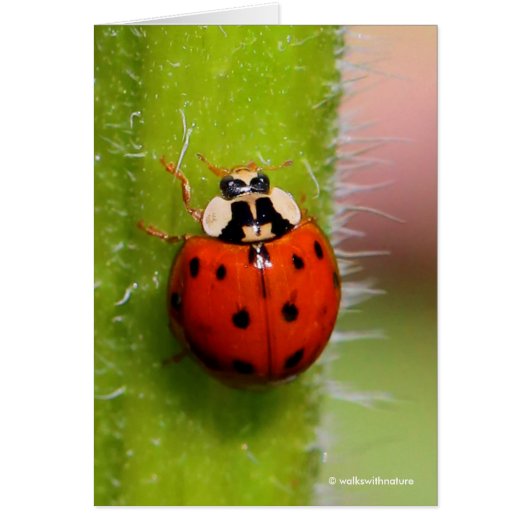 Ladybug on the Sunflower Stalk Cards (Front)