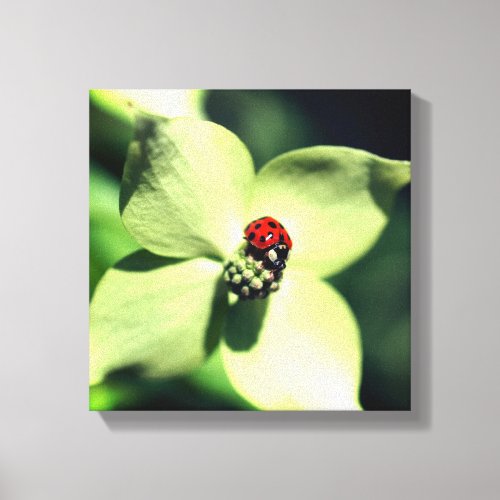 Ladybug On White Dogwood Flower Close Up Canvas Print