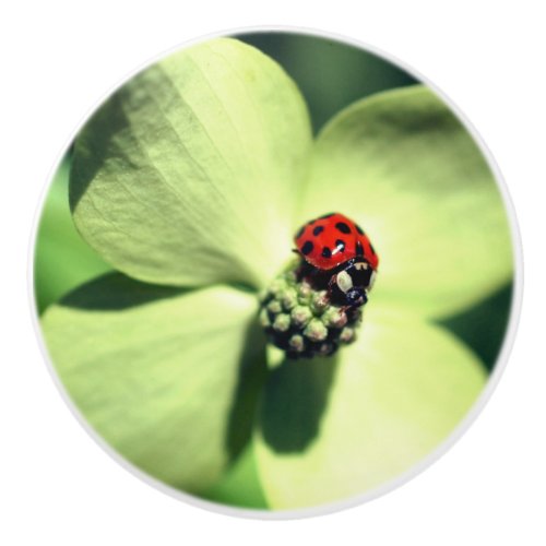 Ladybug On White Dogwood Flower Close Up  Ceramic Knob