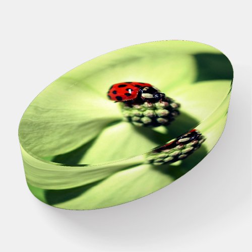 Ladybug On White Dogwood Flower Close Up  Paperweight