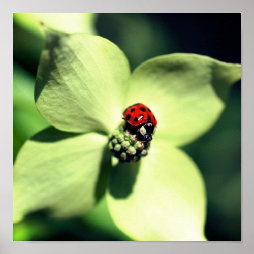 Ladybug On White Dogwood Flower Close Up Poster